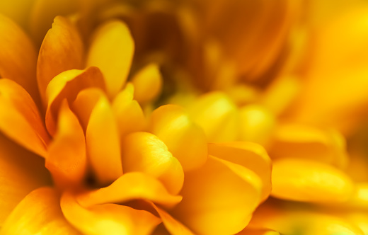 Fondo floral abstracto, flor de crisantemo amarillo. Macro flores telón de fondo para el diseño de marca de vacaciones photo