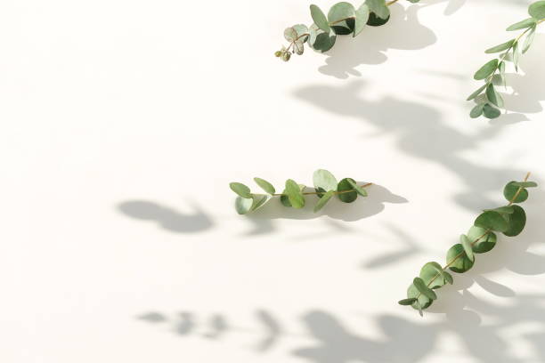 istock green eucalyptus leaves, branches and shadows  on a light background. flat lay, top view. poster 1209654043