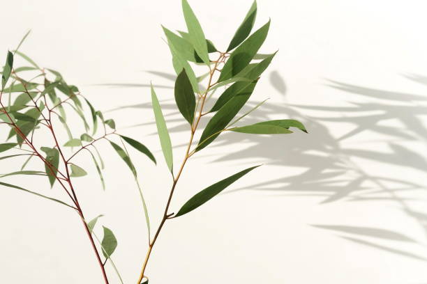 istock green eucalyptus leaves, branches and shadows  on a light background. flat lay, top view. poster 1209654084