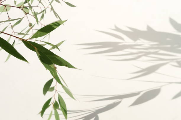 istock green eucalyptus leaves, branches and shadows  on a light background. flat lay, top view. poster 1209654091