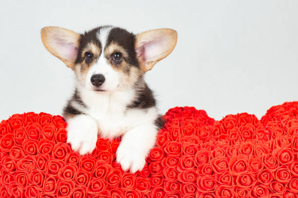 istock Corgi dog puppy with roses 1209655311