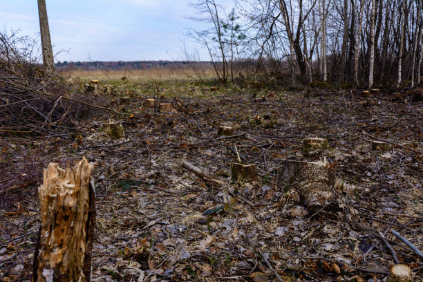 istock Ecological catastrophe, large-scale felling of the young forest. 1209655557