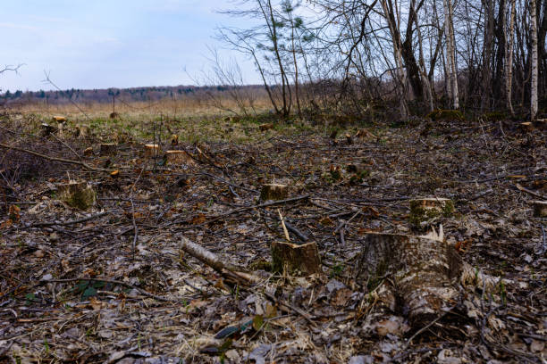 istock Ecological catastrophe, large-scale felling of the young forest. 1209655623