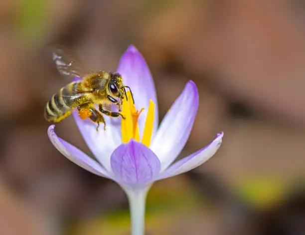 Photo of Flying bee at a purple crocus flower blossom