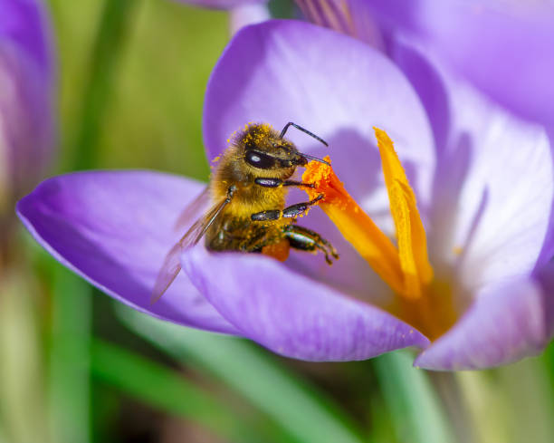 Bee at a purple crocus flower blossom stock photo