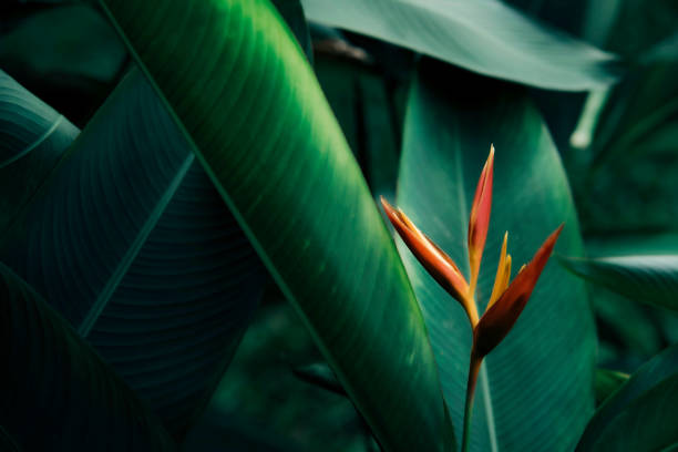 tropical leaves, abstract green leaves texture, nature background