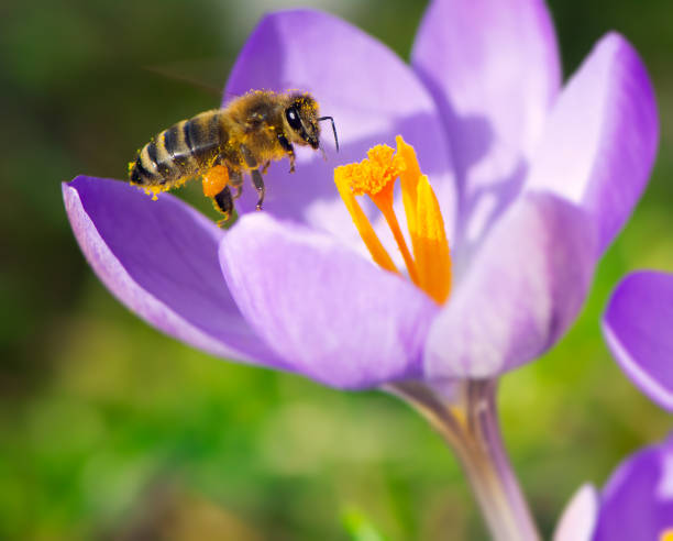 istock Flying bee at a purple crocus flower blossom 1209656363