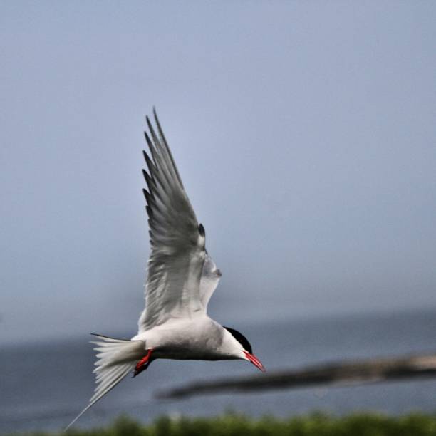 istock A view of an Arctic Tern in flight 1209657271