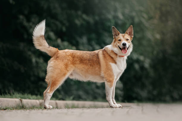 happy red and white mixed breed dog standing outdoors stock photo