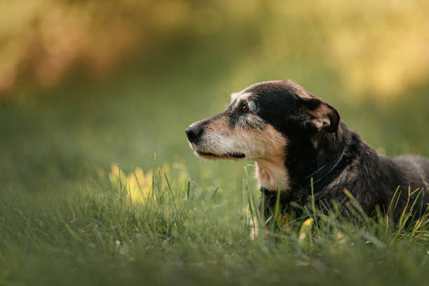 istock mixed breed dog lying down outdoors in summer, close up portrait 1209658072