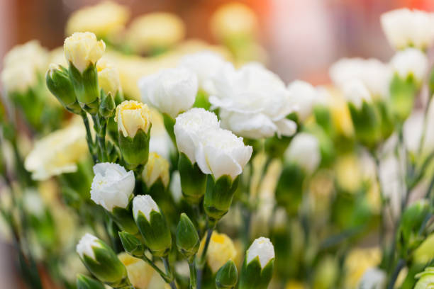 istock Floral concept close up background. 1209658185