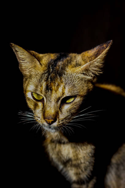istock Potrait cat who is staring intently. 1209658264