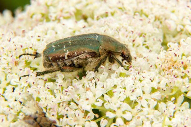 istock Golden Bronze Beetle (Cetonia aurata) close-up on a large white hogweed flower (Heracleum). 1209658480