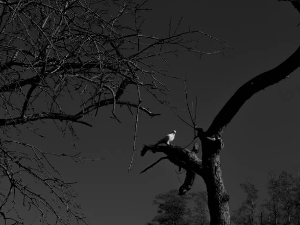 istock Monochrome background with tree branches and a sitting bird 1209659386