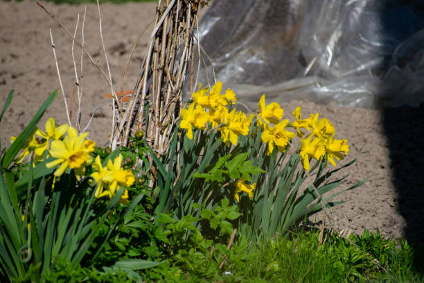 istock Blooming daffodils in the garden, spring flowers. Yellow Daffodils. 1209659428