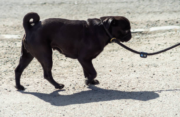 istock Animals in the city 1209662288