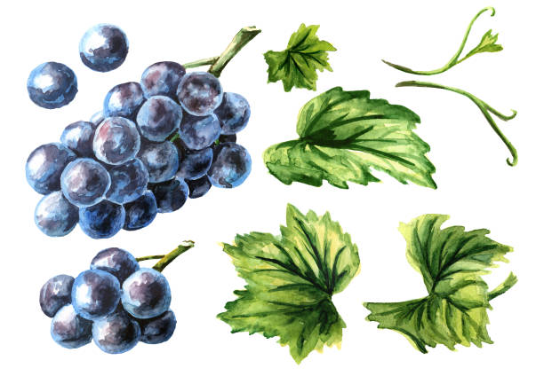 青いイザベラのブドウは緑の葉がセットされ、手描きの水彩の水平イラストは白い背景に分離 - grape white grape green muscat grape点のイラスト素材／クリップアート素材／マンガ素材／アイコン素材
