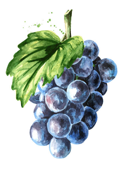 青いイザベラのブドウと緑の葉。白い背景に分離された手描きの水彩色水平イラスト - grape white grape green muscat grape点のイラスト素材／クリップアート素材／マンガ素材／アイコン素材