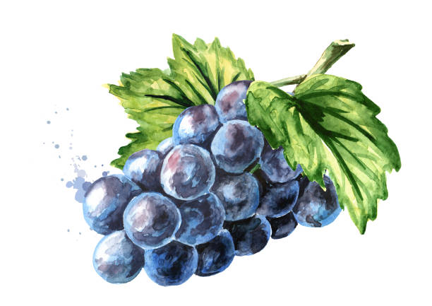 青いイザベラのブドウと緑の葉。手描きの水彩線横のイラスト、白い背景に分離 - grape white grape green muscat grape点のイラスト素材／クリップアート素材／マンガ素材／アイコン素材