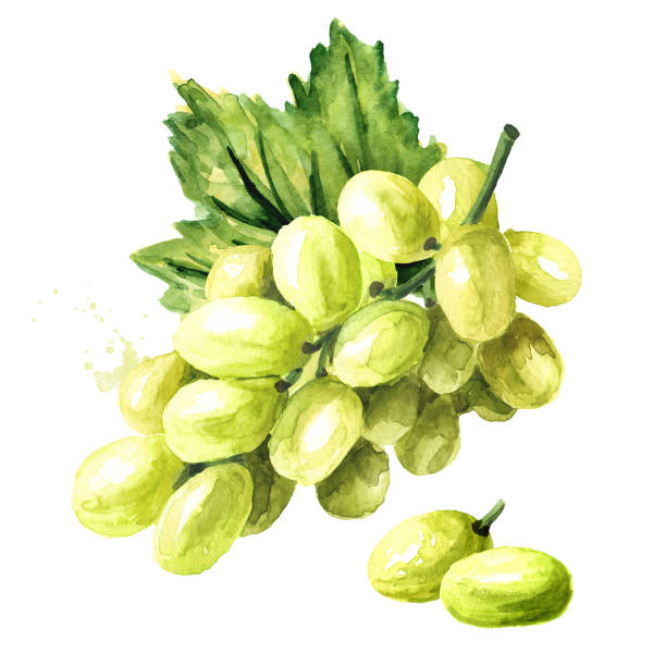 緑の葉と緑のスルタナブドウ.手描きの水彩線横のイラスト、白い背景に分離 - grape white grape green muscat grape点のイラスト素材／クリップアート素材／マンガ素材／アイコン素材