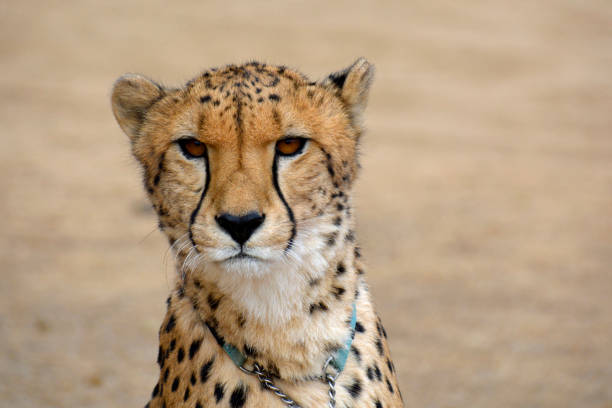 Cheetah's resting in the sun.