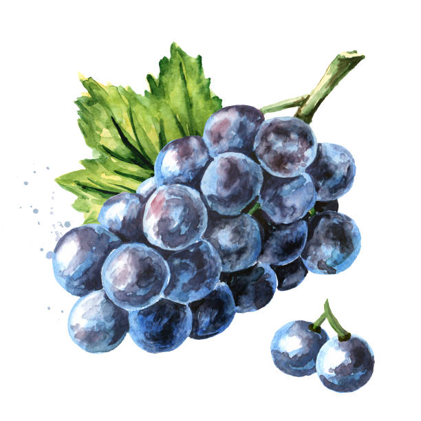 青いイザベラのブドウと緑の葉。手描きの水彩線横のイラスト、白い背景に分離 - grape white grape green muscat grape点のイラスト素材／クリップアート素材／マンガ素材／アイコン素材