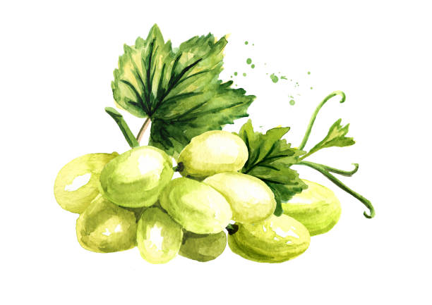 緑の葉を持つ緑のスルタナブドウ、手描きの水彩の水平イラストは、白の背景に分離 - grape white grape green muscat grape点のイラスト素材／クリップアート素材／マンガ素材／アイコン素材