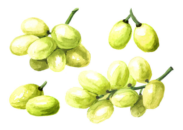 グリーンスルタナグレープセット。手描きの水彩線横のイラスト、白い背景に分離 - grape white grape green muscat grape点のイラスト素材／クリップアート素材／マンガ素材／アイコン素材