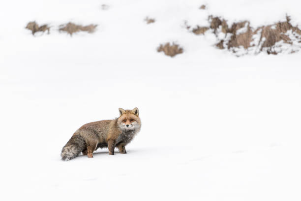 istock Red fox in the snow after snowfall (Vulpes vulpes) 1209664150