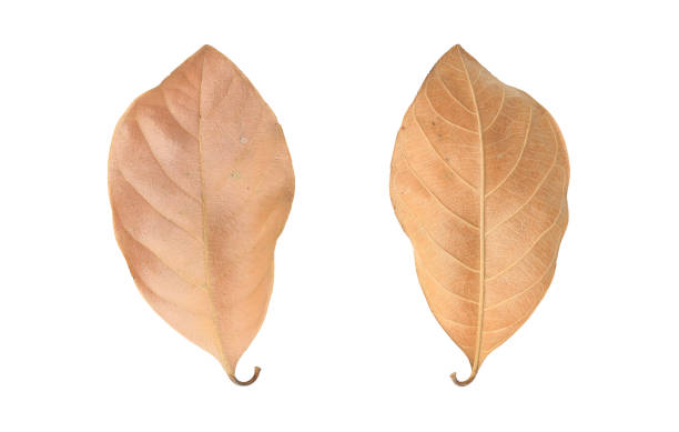 istock Brown dry leaves isolated over white background. 1209665034