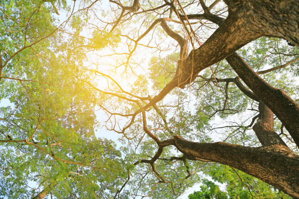istock Tree branches in the garden with rays of sunlight. 1209665741