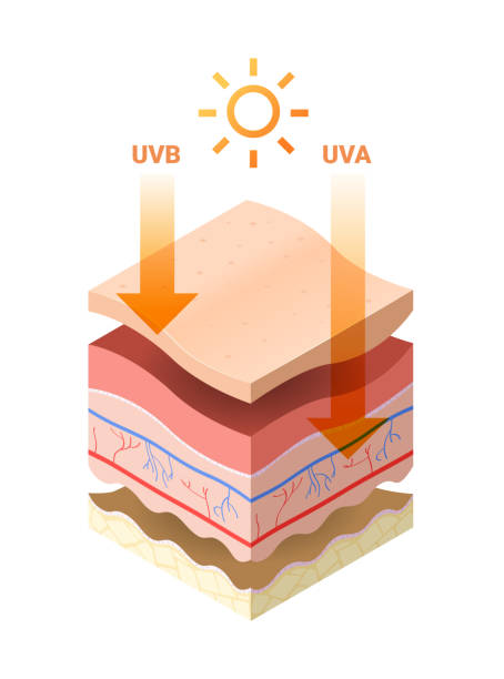 太陽からのuvb uva光線は、人間の皮膚層の皮膚断面の表皮に浸透し、スキンケア医療概念を平らに構成する - penetrating点のイラスト素材／クリップアート素材／マンガ素材／アイコン素材