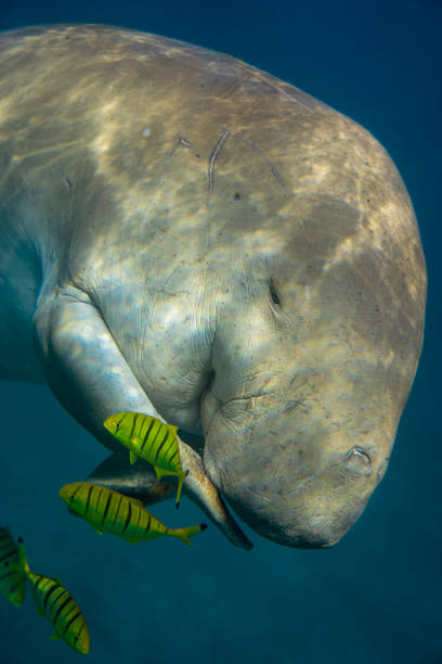 Sea cow or (Dugong) in the sea.