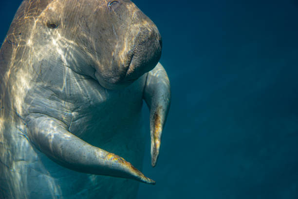 istock Sea cow or (Dugong) in the sea. 1209667695