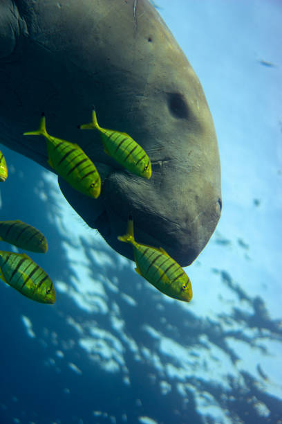 istock Sea cow or (Dugong) in the sea. 1209667719