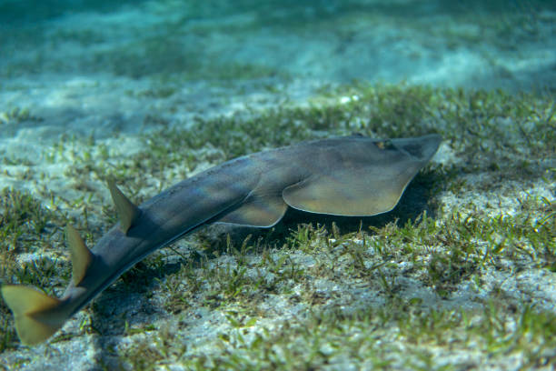 istock Halavi guitarfish (Glaucostegus halavi) swimming underwater in sea. 1209667723