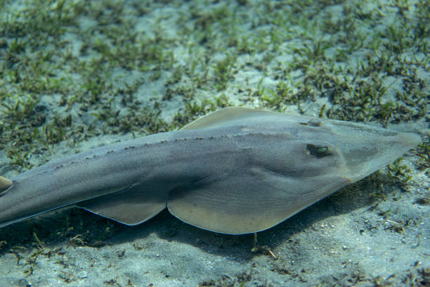 istock Halavi guitarfish (Glaucostegus halavi) swimming underwater in sea. 1209667724