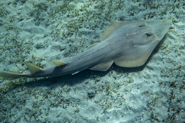 istock Halavi guitarfish (Glaucostegus halavi) swimming underwater in sea. 1209667742