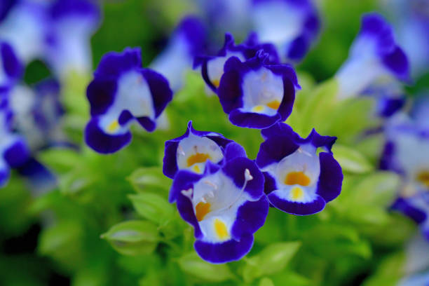 Torenia, also known as wishbone flower, is a perennial plant. The plant derives its name from the wishbone-shaped stamen found inside the flower’s throat. The plant is in bloom in summer and autumn and the flowers come in various colors, including white, blue, purple, yellow, pink and violet.