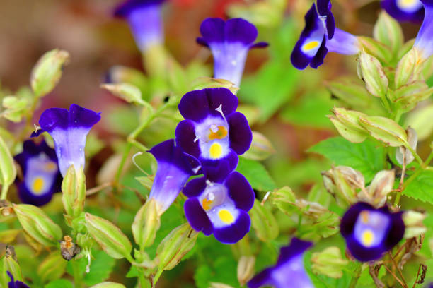 istock Torenia / Wishbone Flower 1209669121