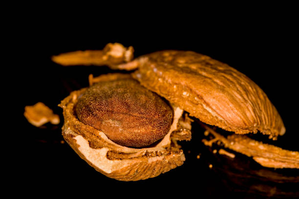 istock Almond marzipan, very sweet dessert. 1209669616