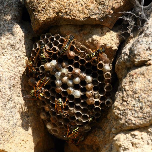 istock Wasp nest with wasps, Polistes dominula 1209670522