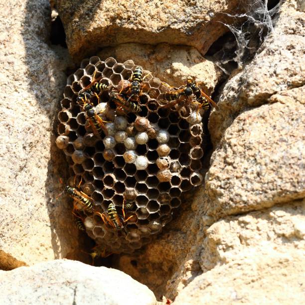 istock Wasp nest with wasps, Polistes dominula 1209670544