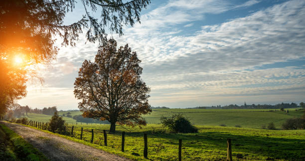istock Silent Forest in golden autumn with beautiful bright sun rays 1209670568