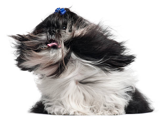istock Shih Tzu with hair in the wind, white background. 120967089