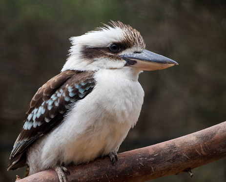 Kookaburra