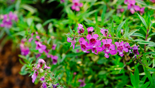 groupe de fleur violette bouquet fleur fleur dans le jardin . fond texturé vert de feuilles d’arbre. - rose petals temperate flower scenics prickly rose photos et images de collection