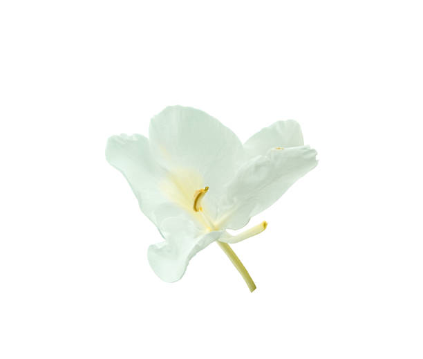 istock fresh white flower blooming isolated on white background with clipping path 1209674316