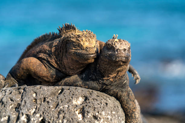 dos iguanas marinas enamoradas mientras toma el sol en roca volcánica en la bahía de tortuga, galápagos, ecuador - marine iguana fotografías e imágenes de stock