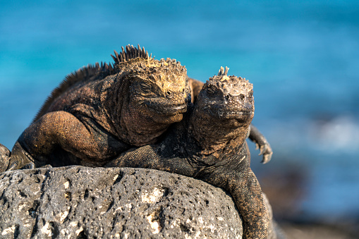 Two Marine iguanas  in love while taking sunbath on volcanic rock in  Tortuga bay on Santa Cruz island, on Galapagos, Ecuador. They are endemic to Galapagos islands and can feed in sea, unique for modern reptiles.